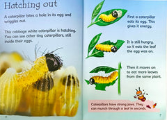 Usborne Caterpillars and Butterflies