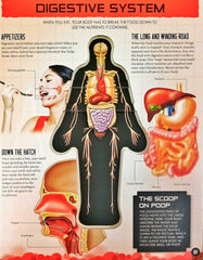 Inside Out Human Body